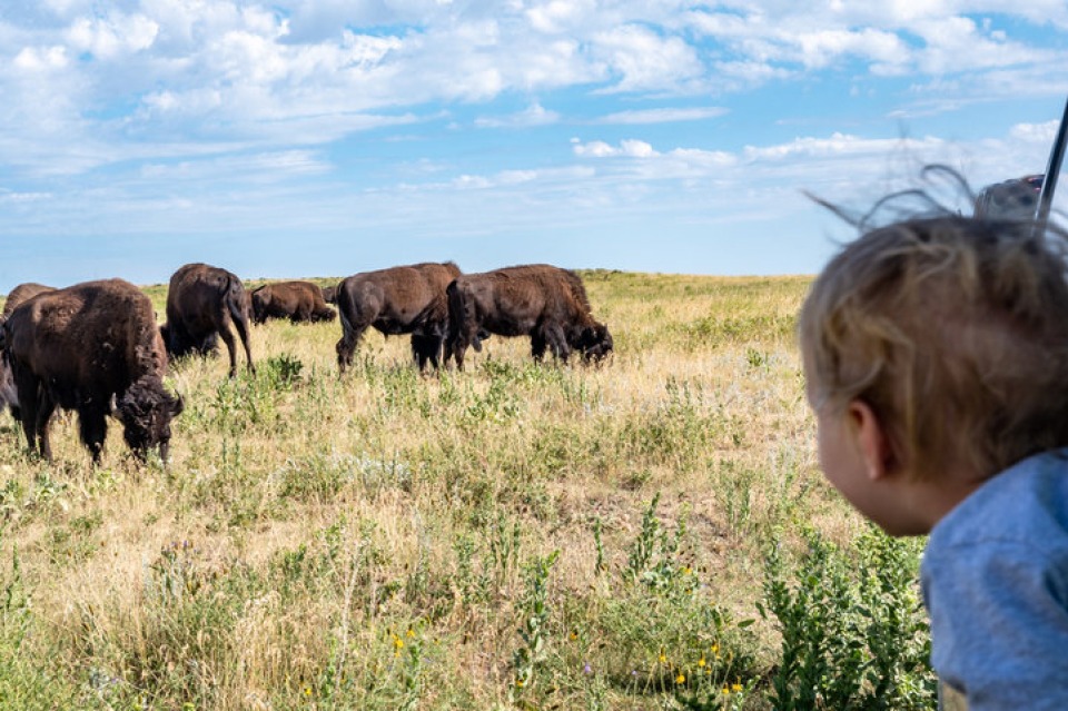 Featured image for Bison Fest: A Wild Celebration at Botna Bend Park