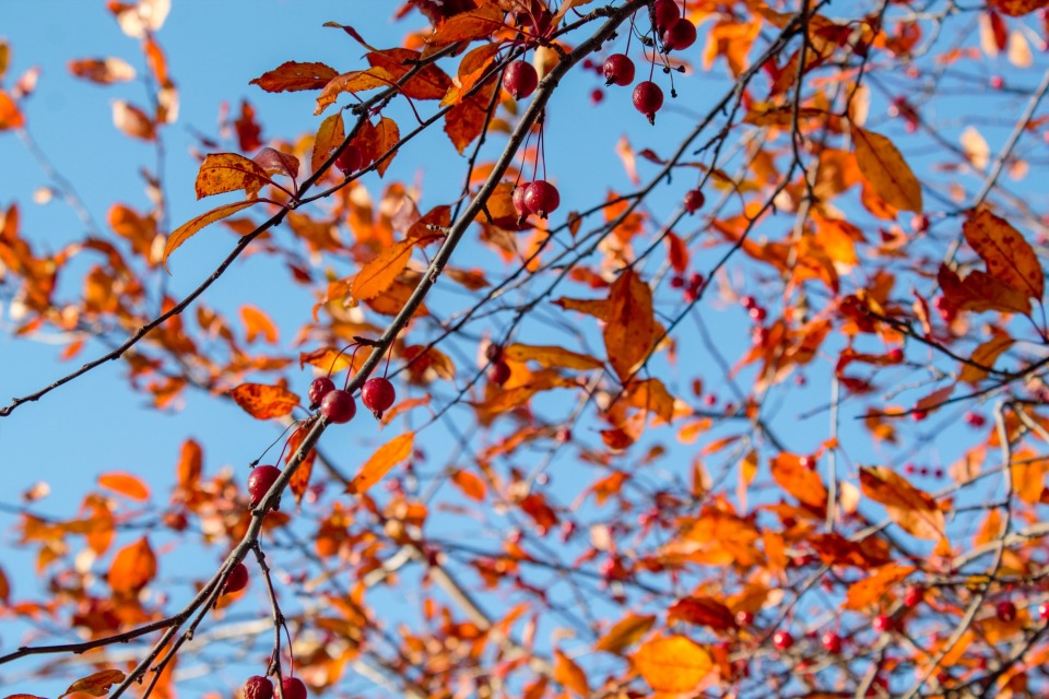 Featured image for Exploring Home: 6 Places to See Fall Colors 