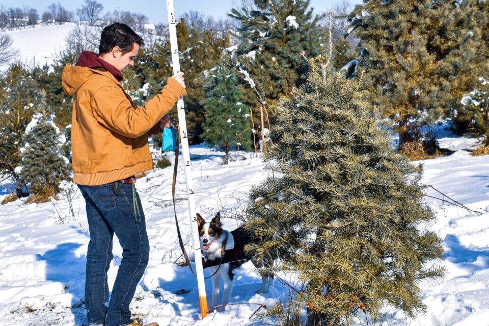 Featured image for Find Your Perfect Holiday Tree at Dappen Tree Farm