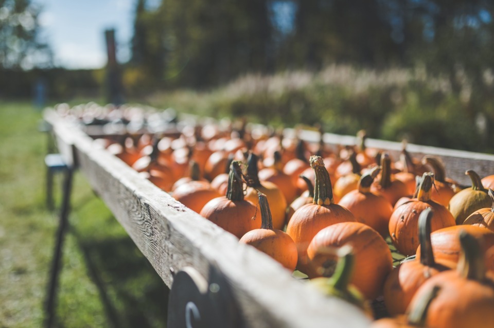 Featured image for Pumpkin Patches & Orchards in the Council Bluffs Area